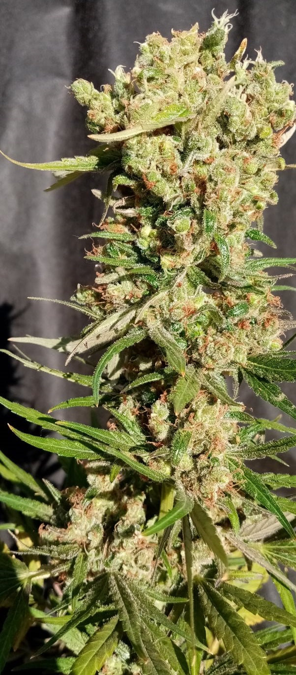 Critical Haze