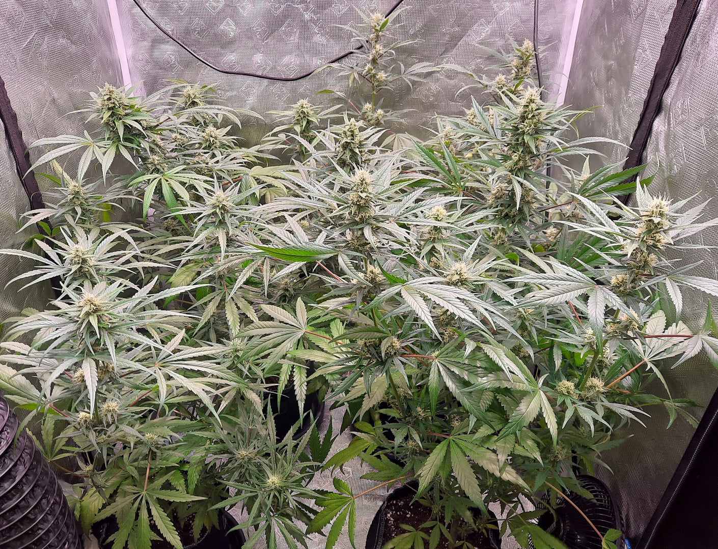 Early pearl skunk haze