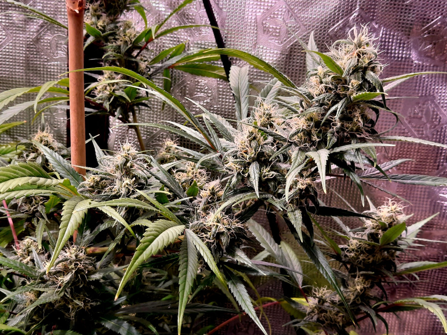 Early pearl skunk haze