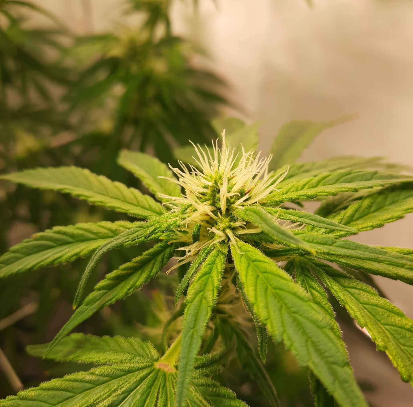 Skunk Haze