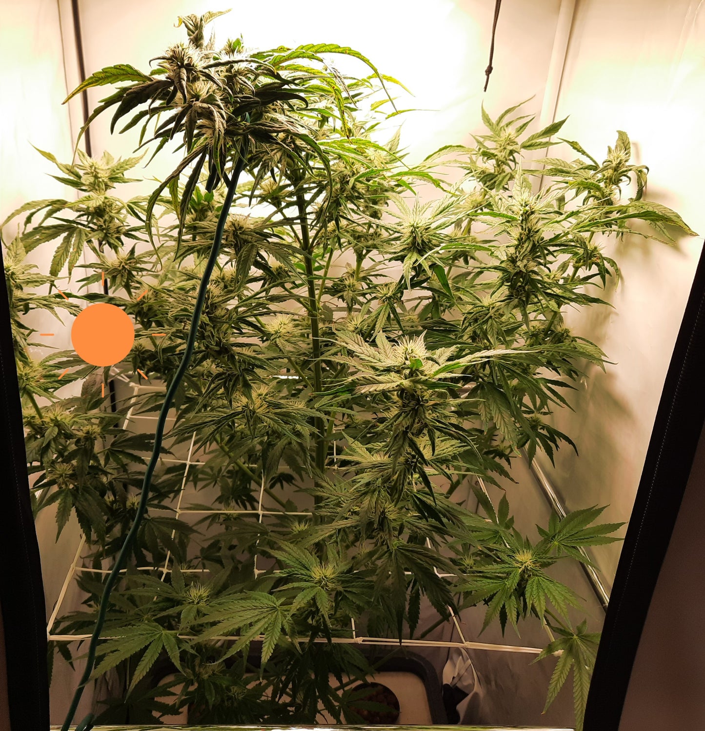 Skunk Haze