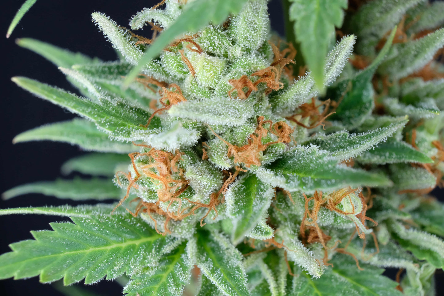 Black Widow