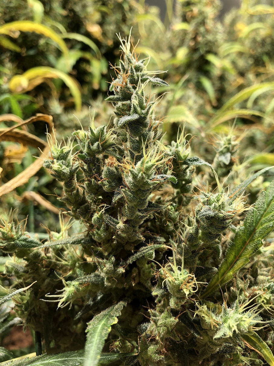 Afghan Haze