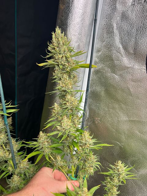 Critical Haze