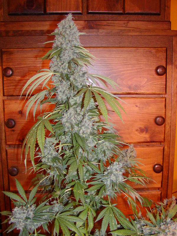 G13 widow
