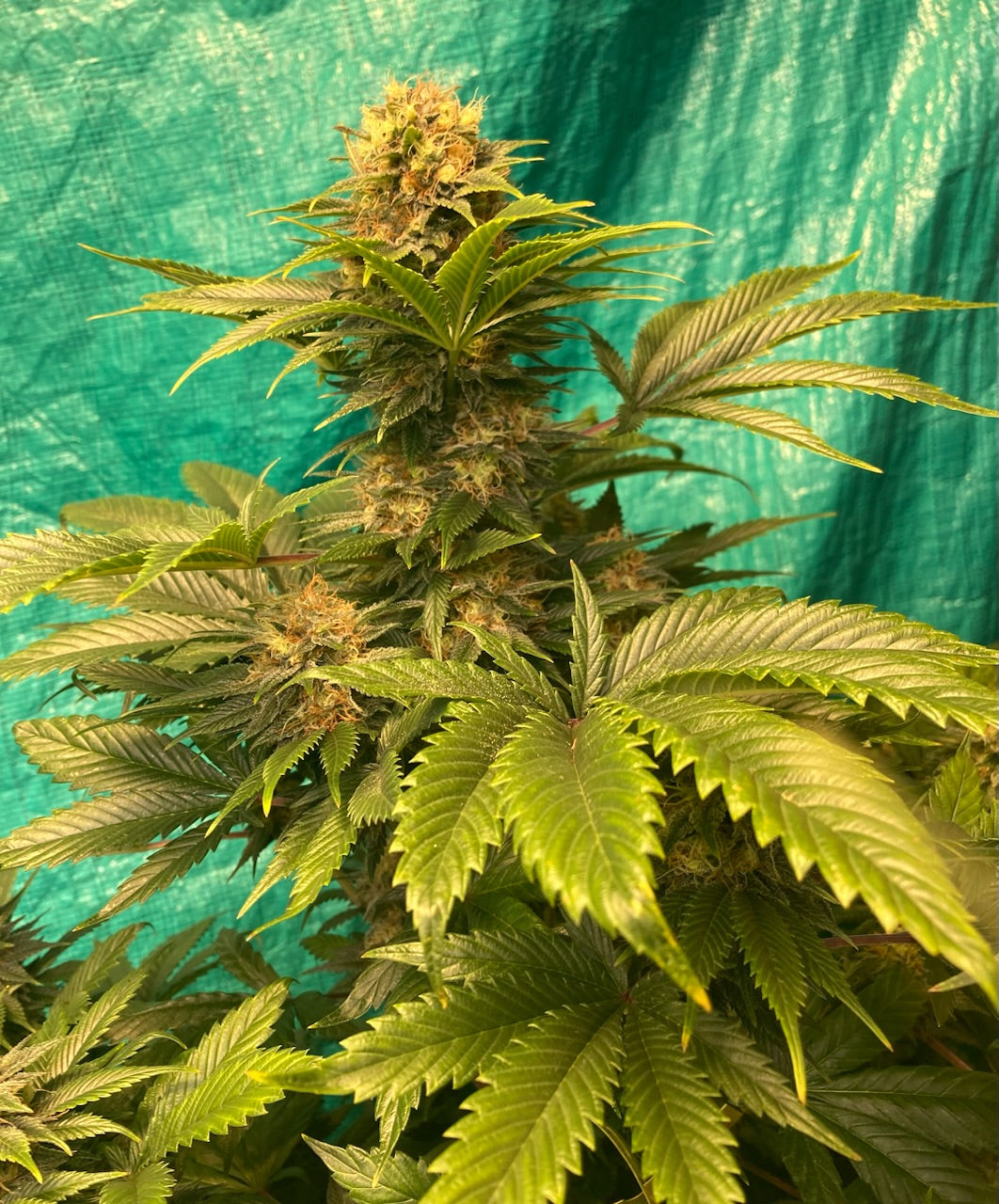 NL5 x Afghan