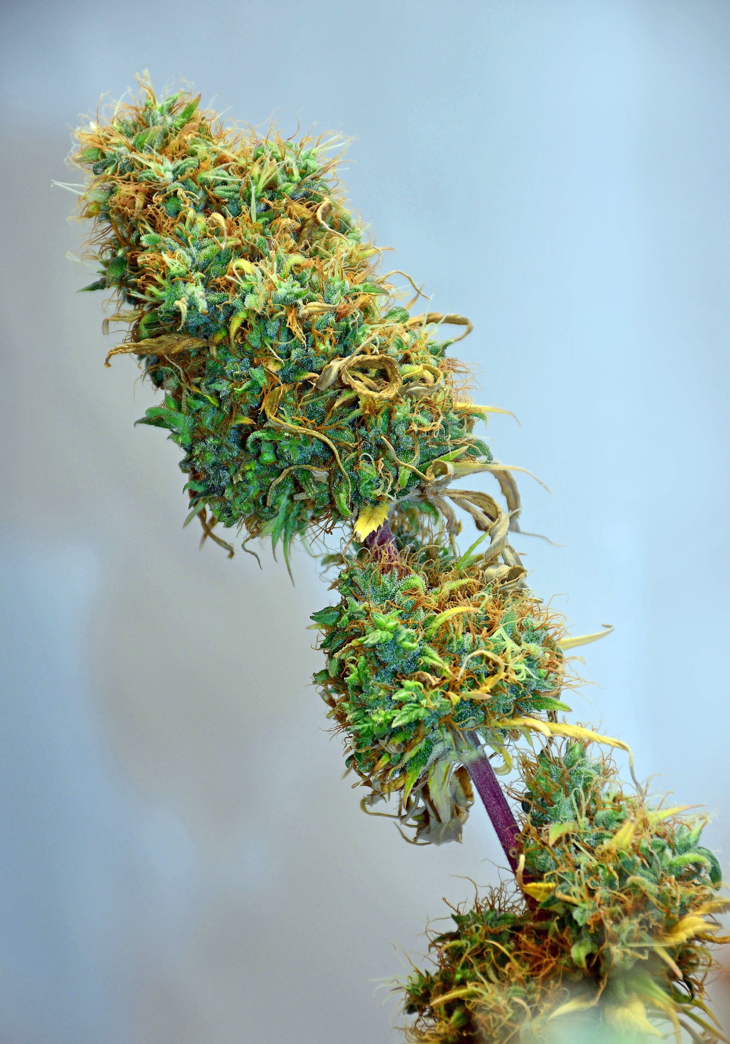 NL5 x Haze