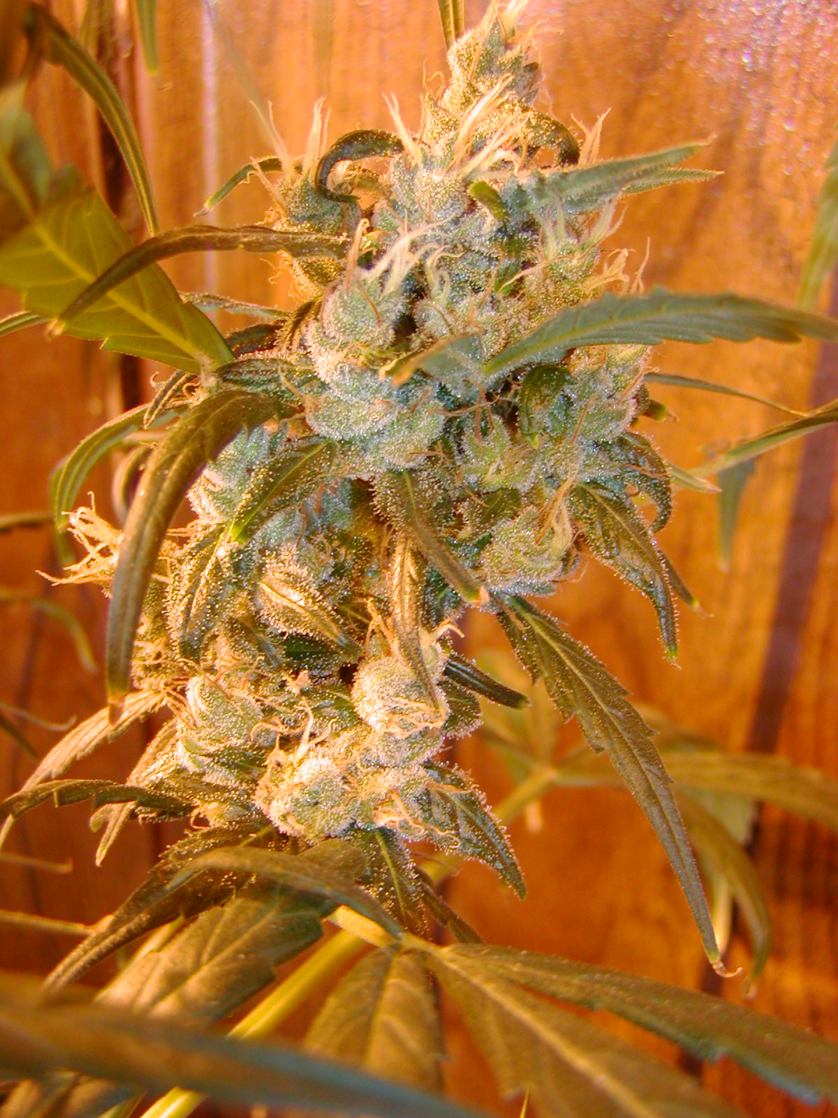 G13 Skunk