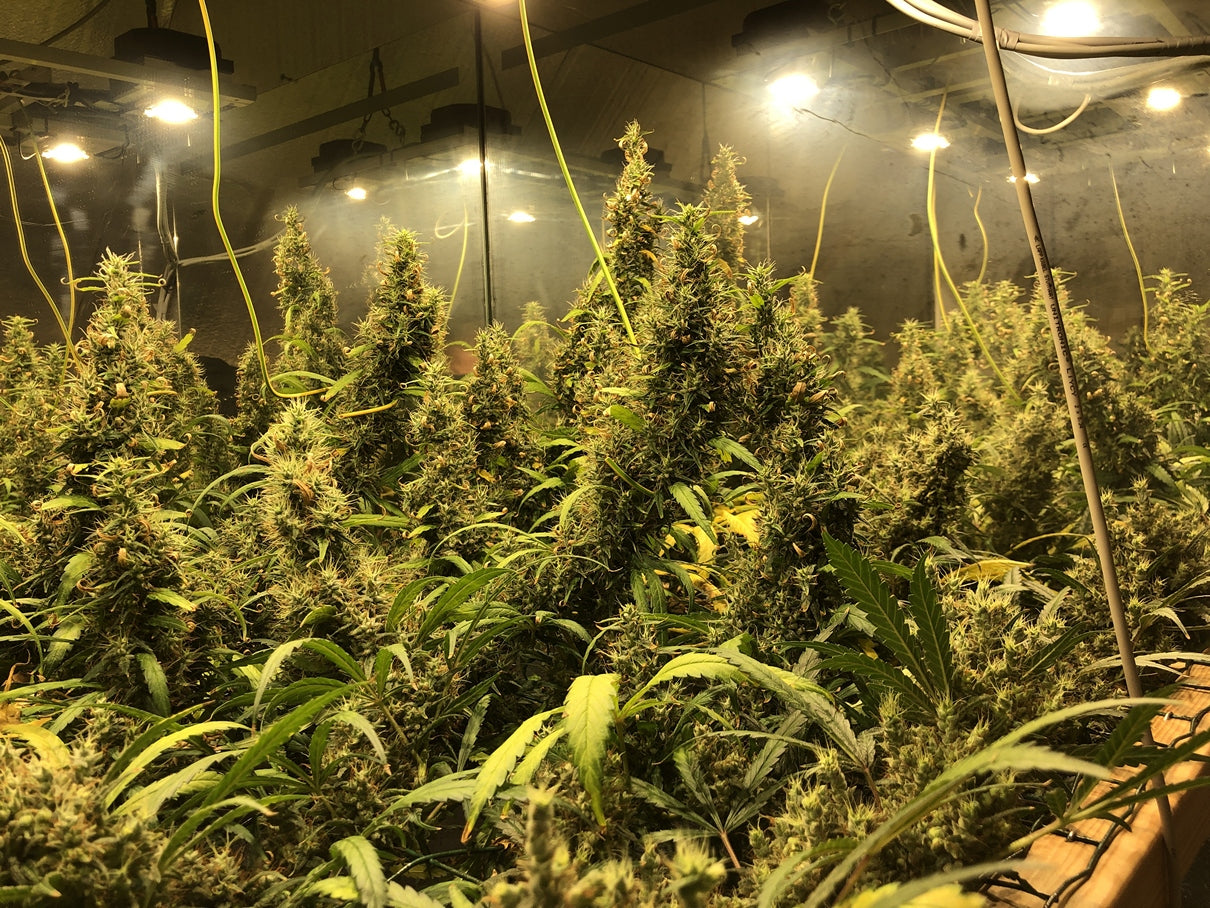 Afghan Haze