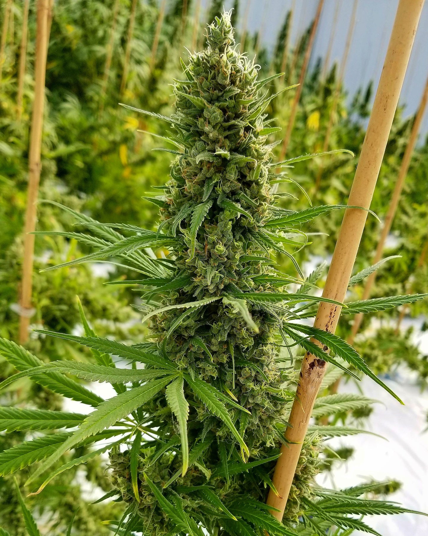 Critical Haze