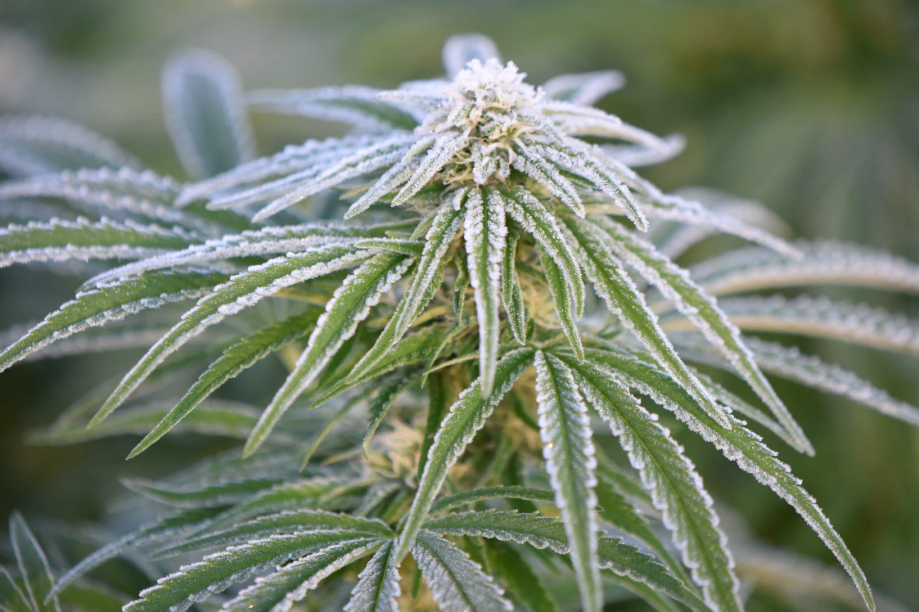 Neville's Haze Mango