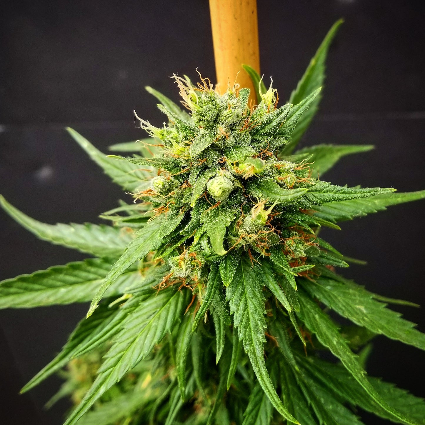 G13 Skunk