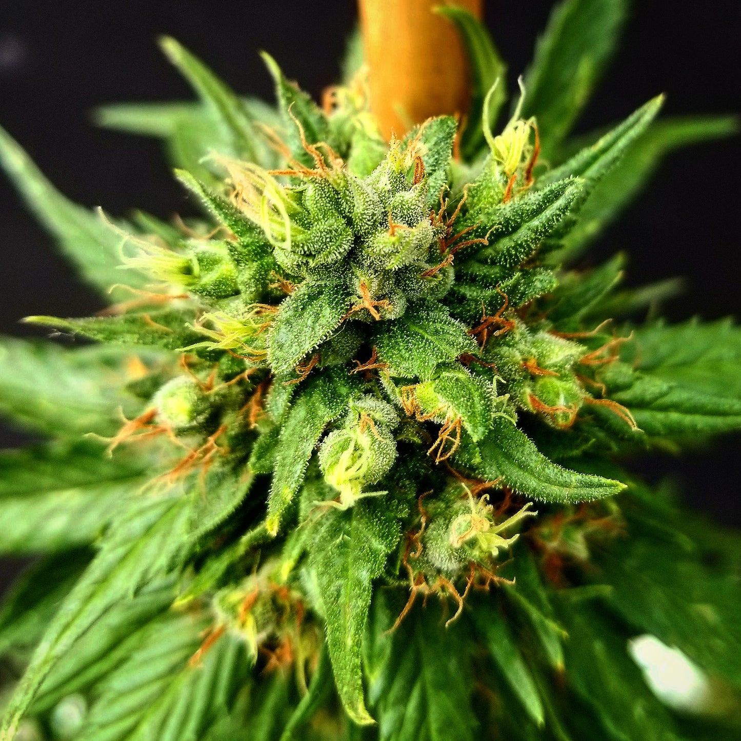 G13 Skunk