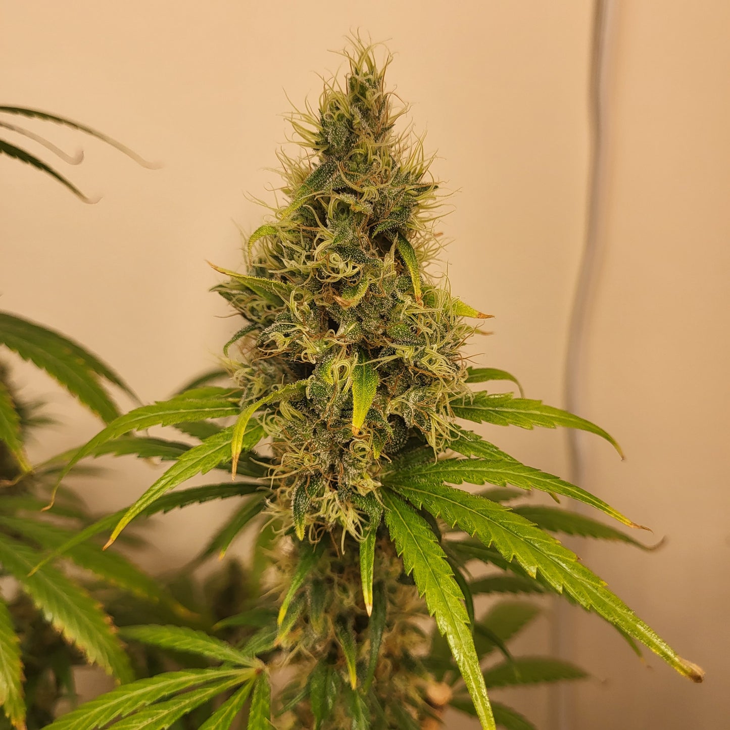 Neville's Skunk