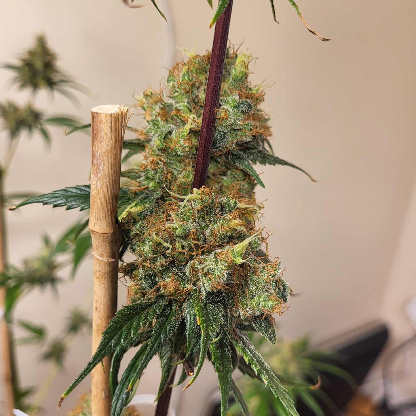 Neville's Skunk