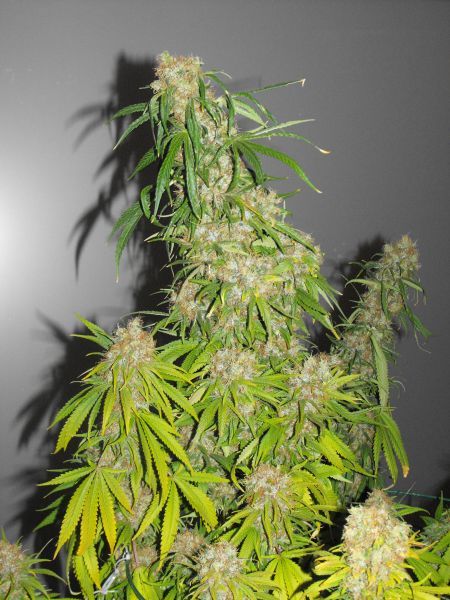 G13 Haze