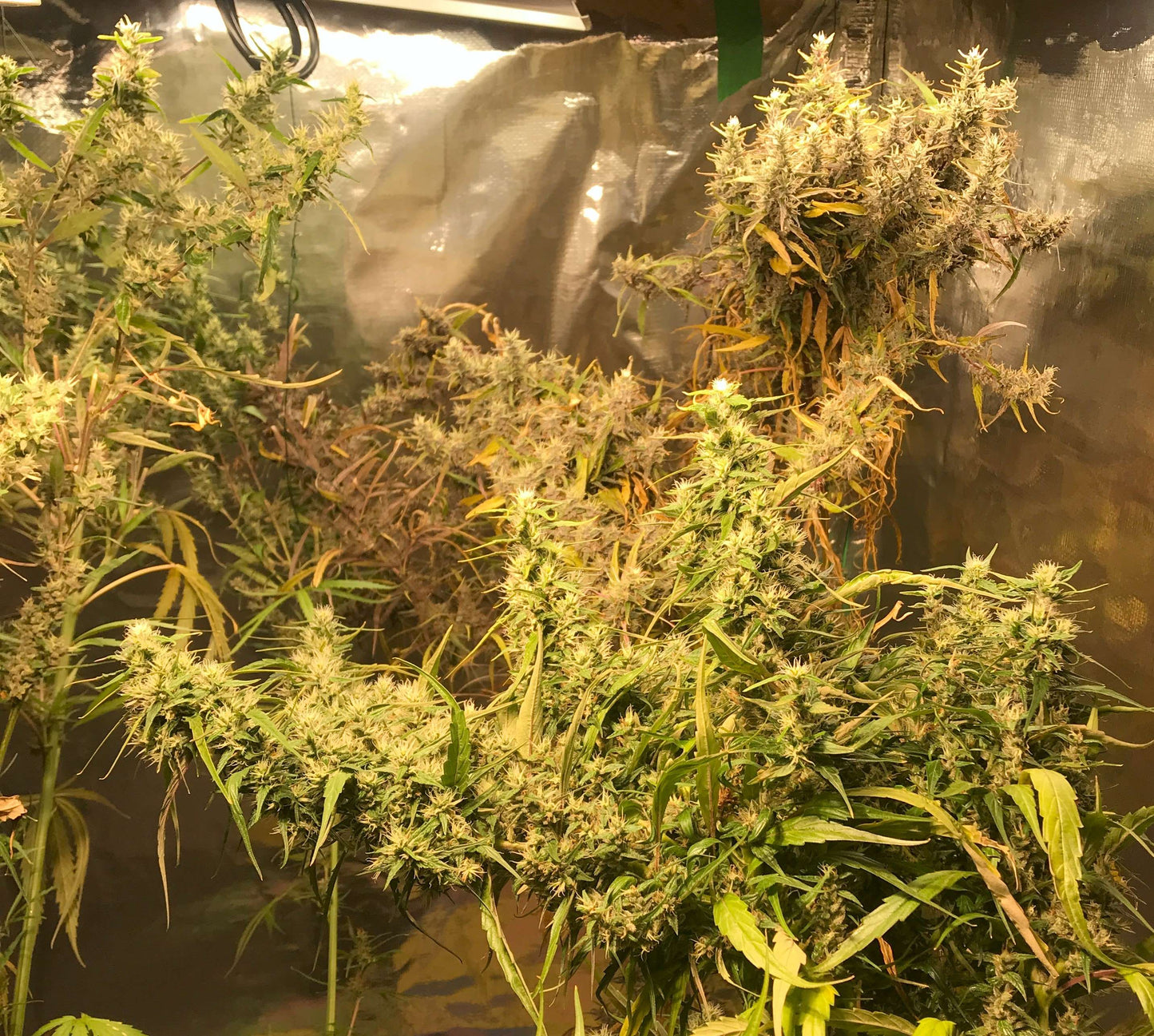 Mango Haze