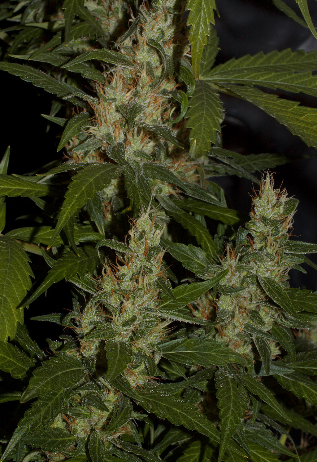 Mango Haze