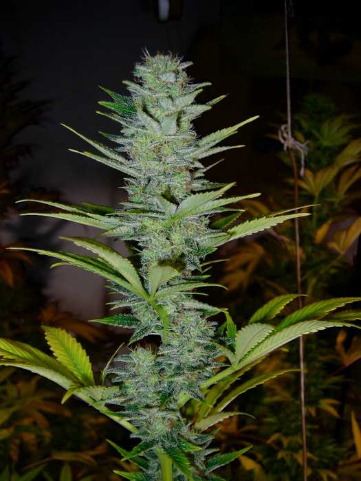 Master Kush Skunk