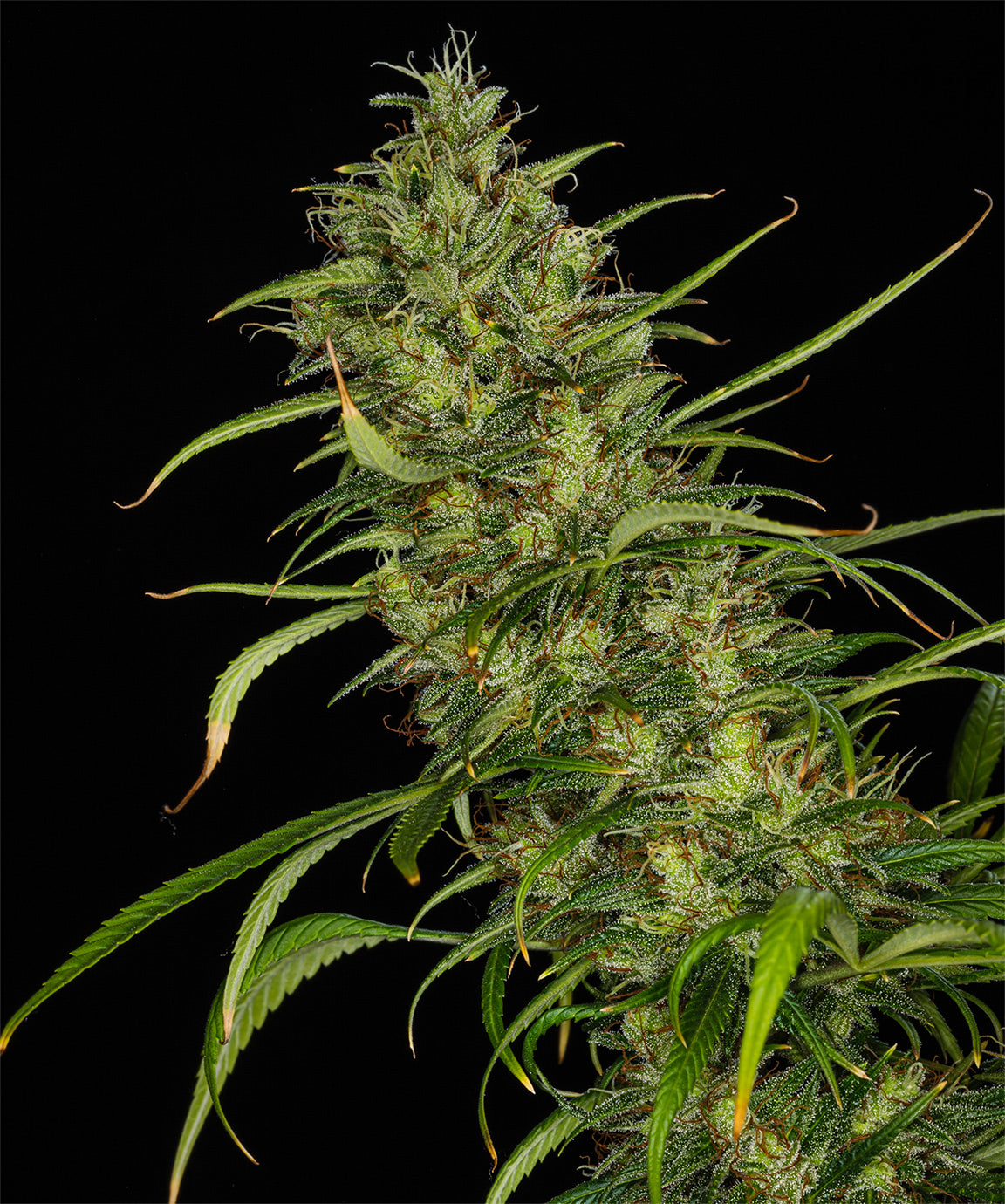 Mango Haze