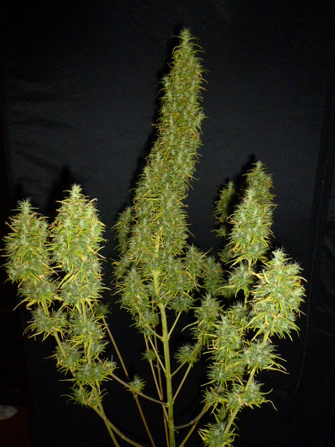 Neville's Skunk