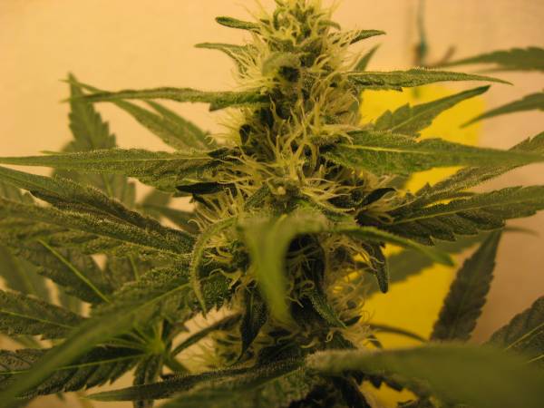 G13 Skunk