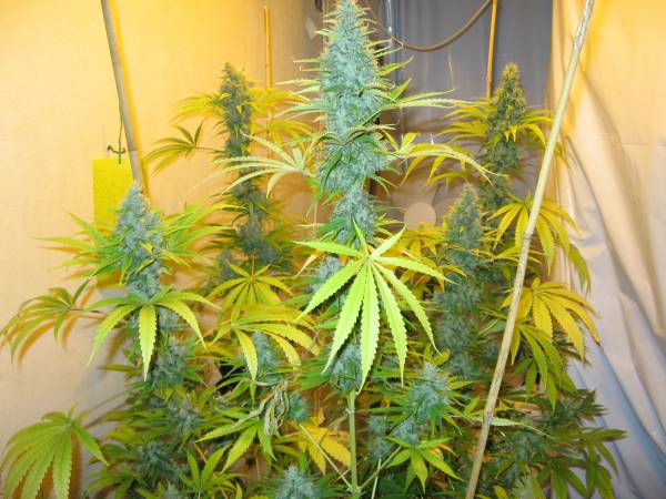 G13 Skunk