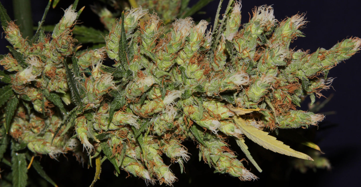 Early Haze