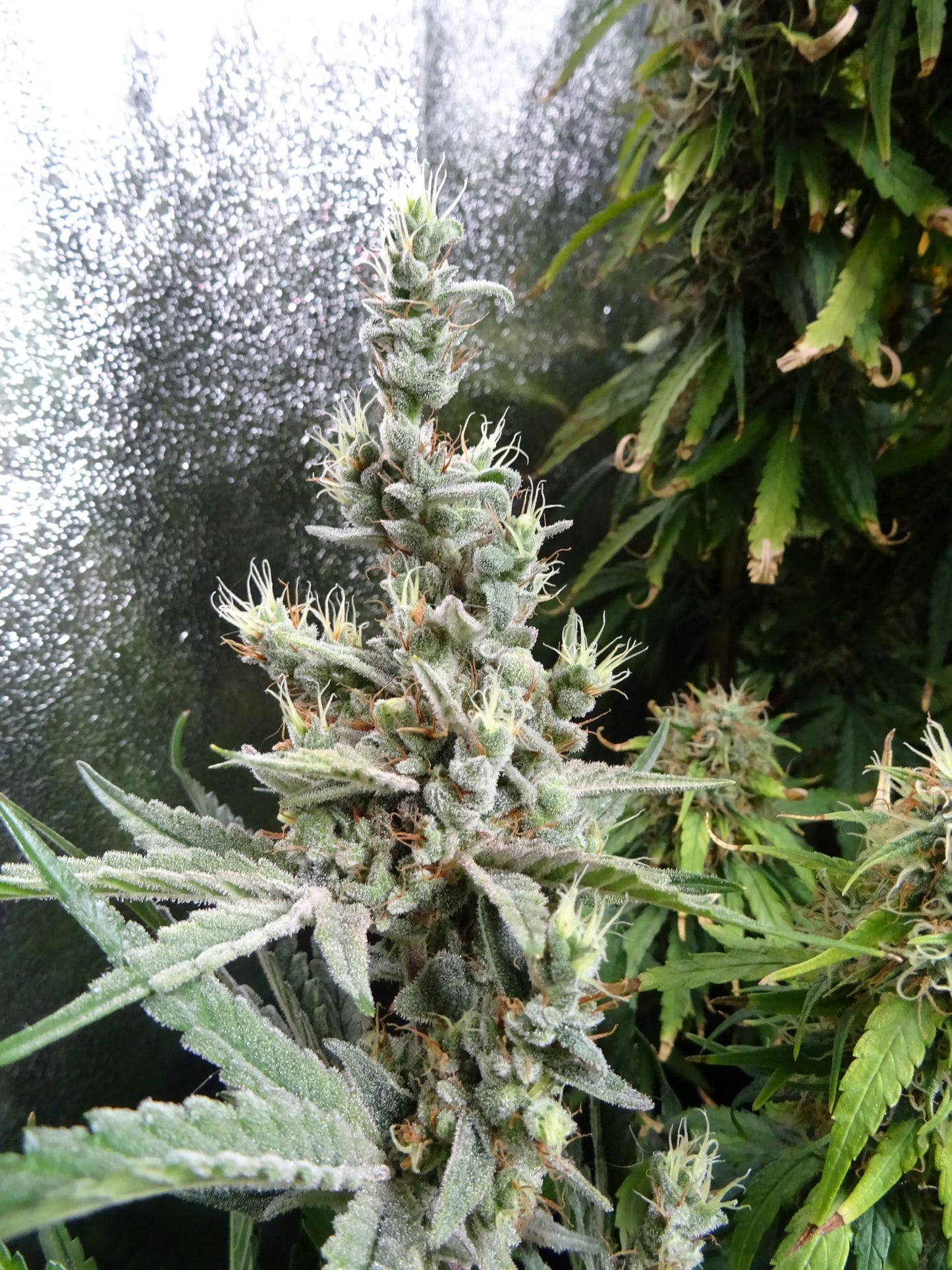 NL5 x Haze