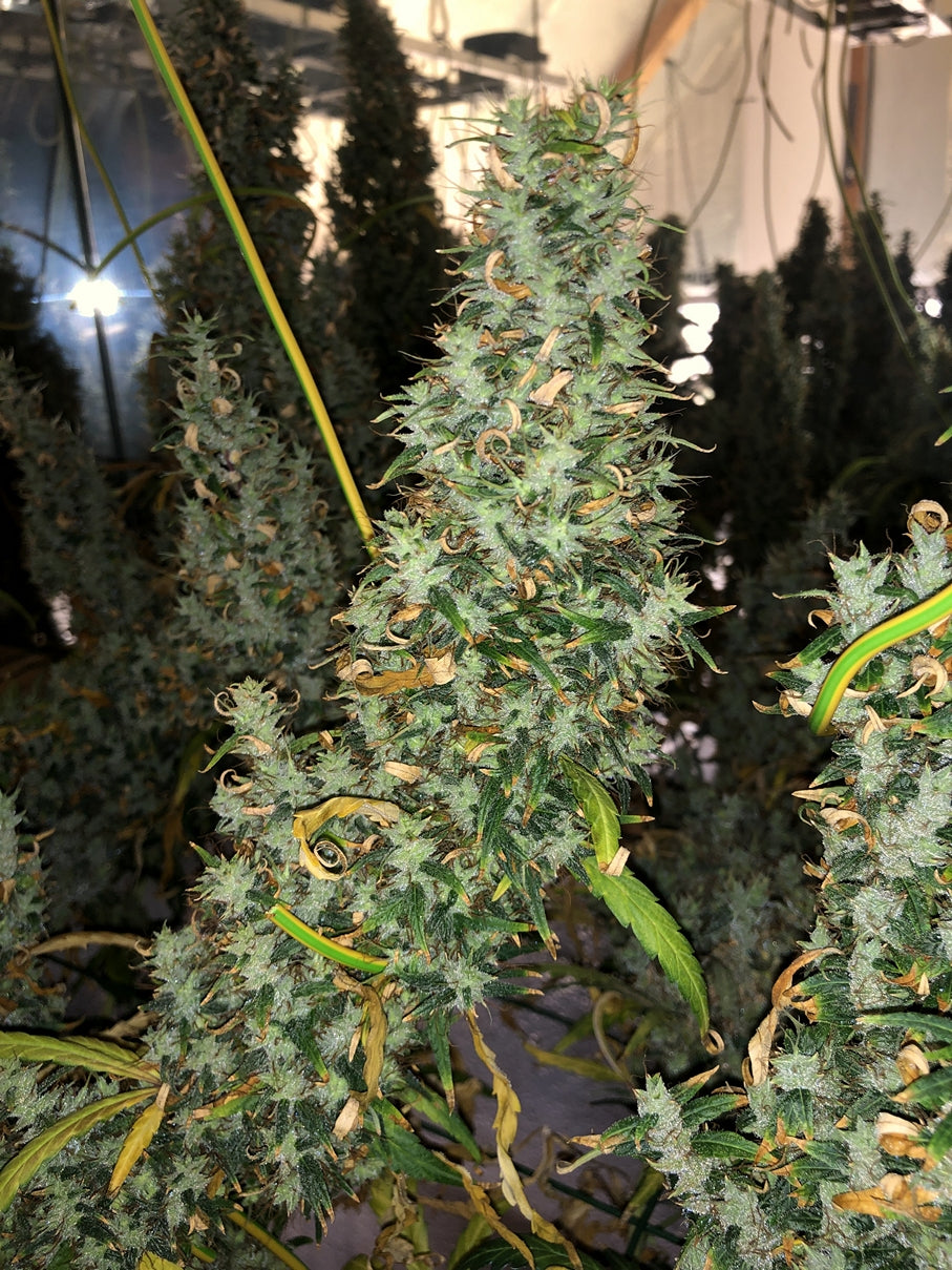 Afghan Haze