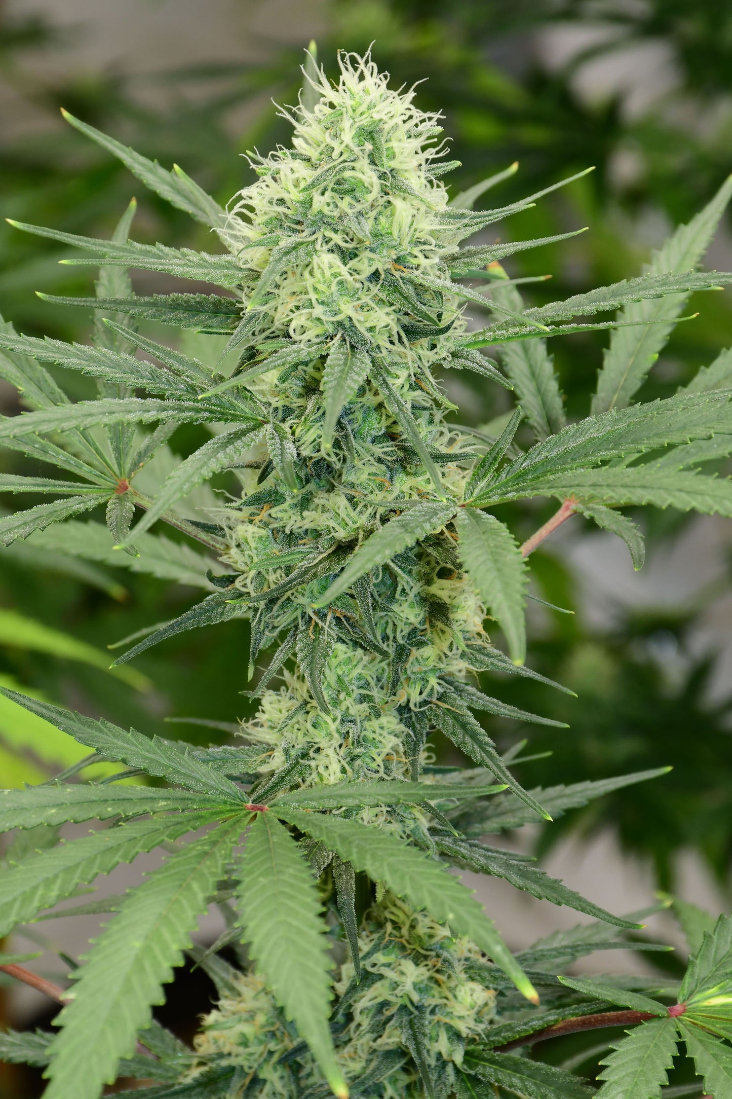 Critical Skunk