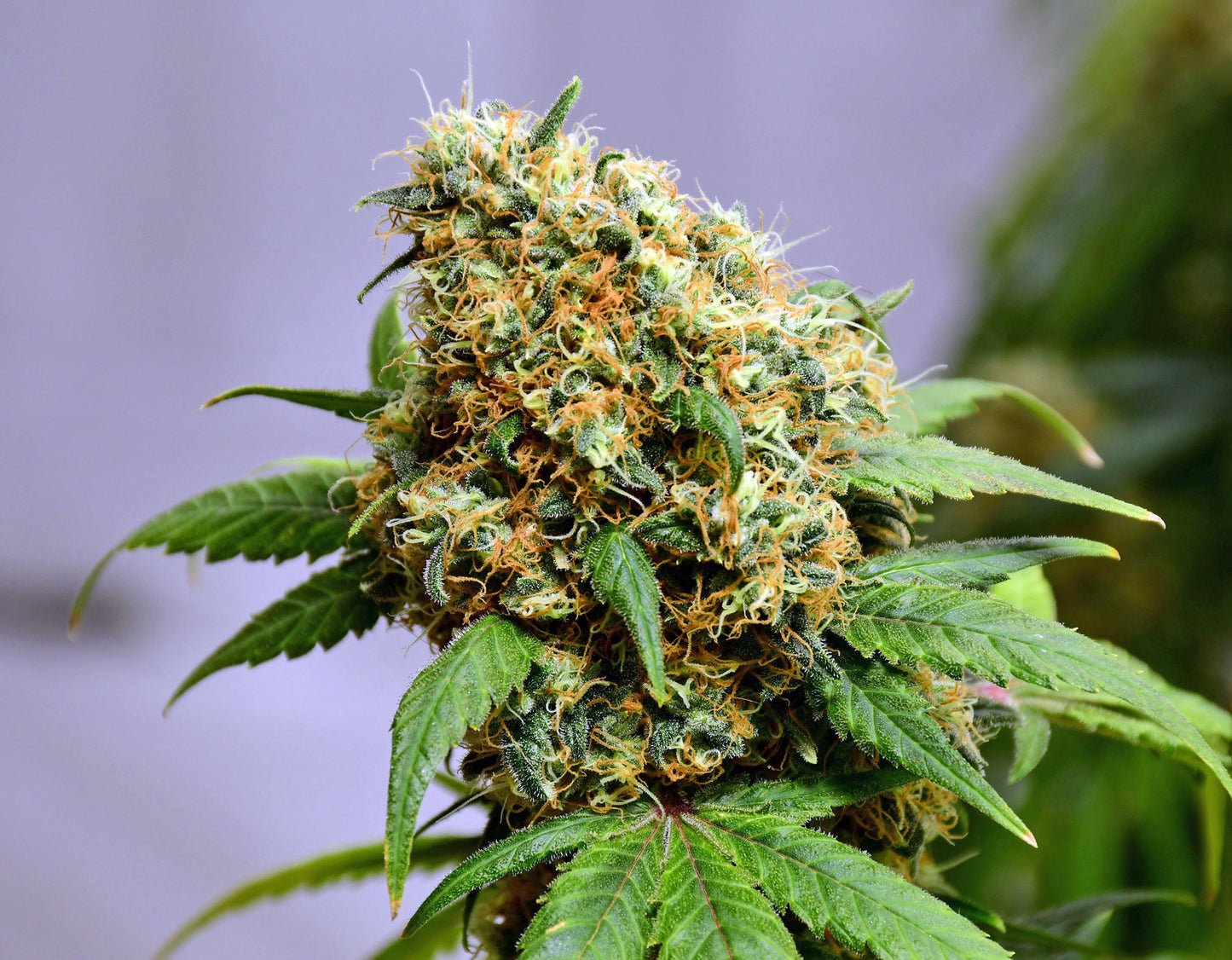 Critical Skunk
