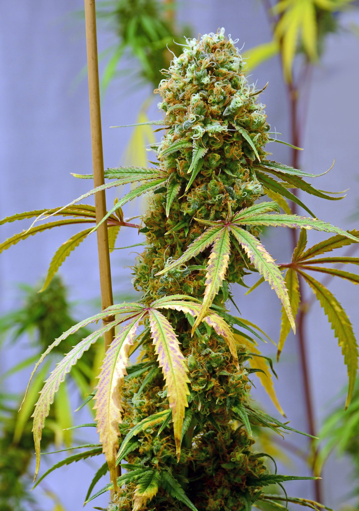 Critical Skunk
