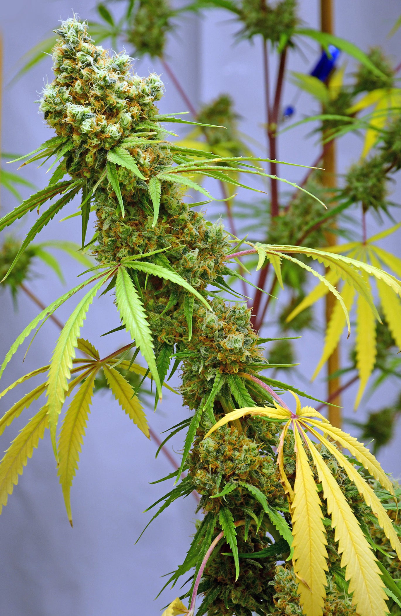 Critical Skunk