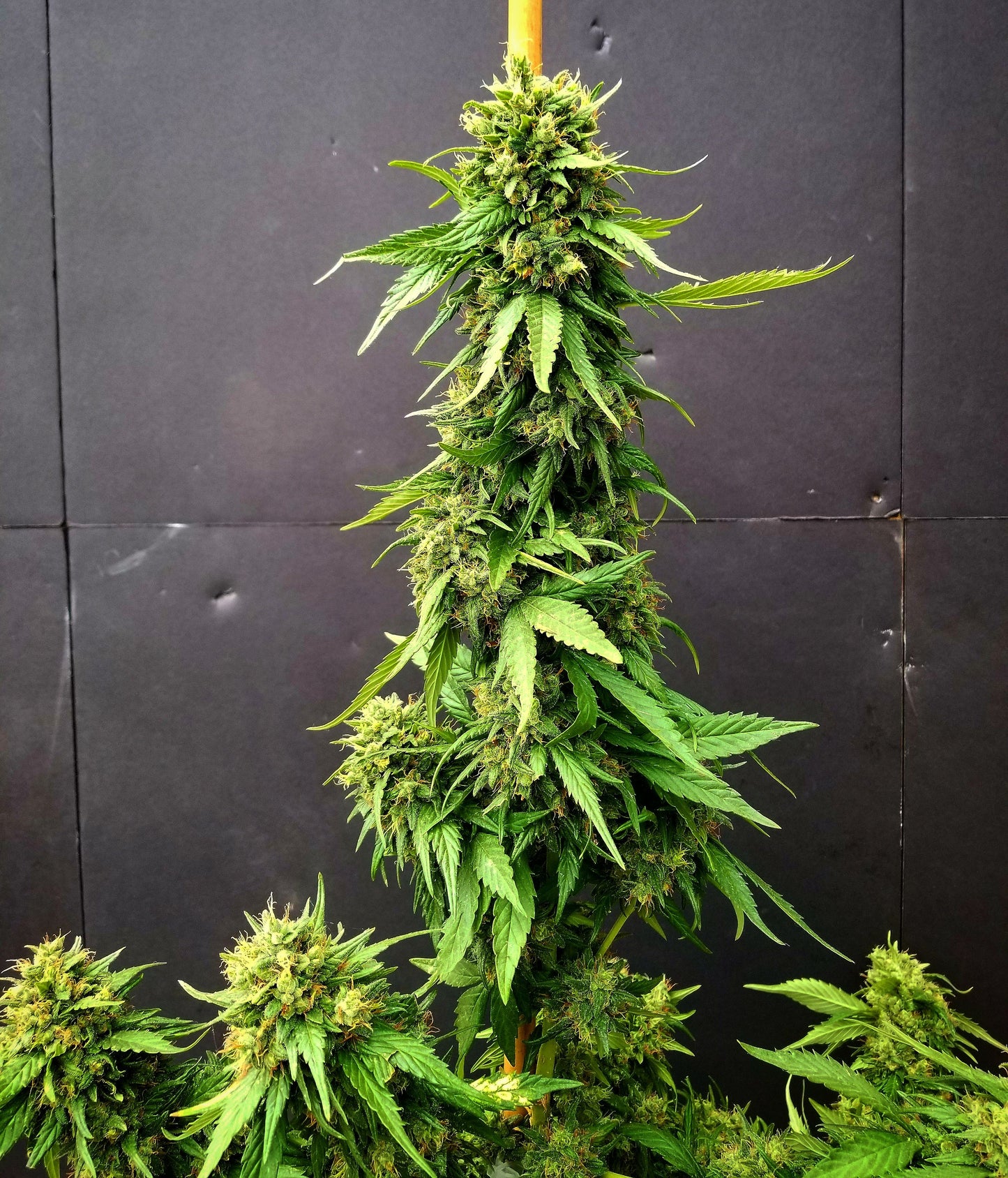 G13 Skunk