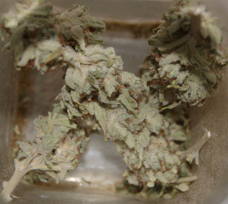 G13 Skunk