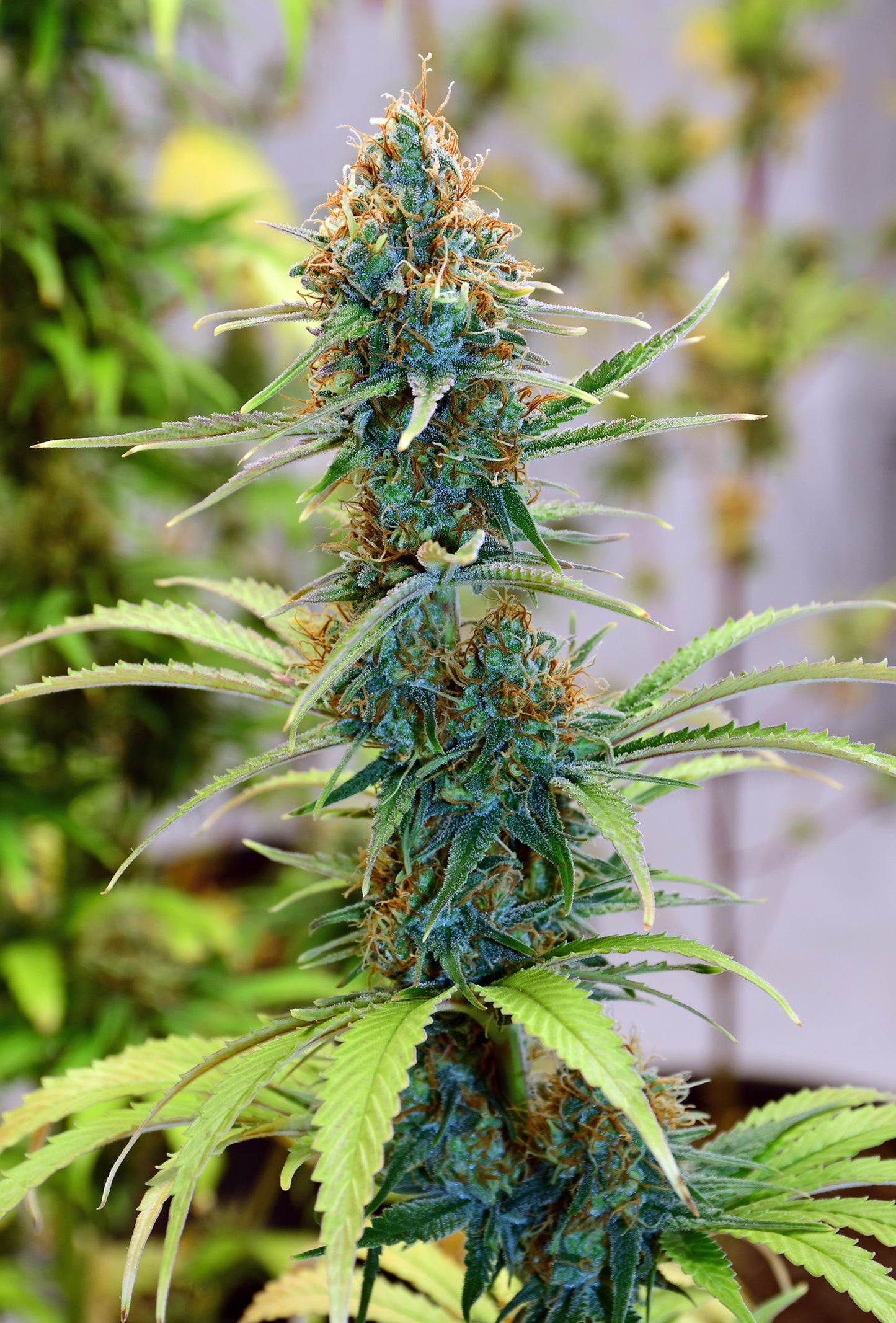 NL5 x Haze