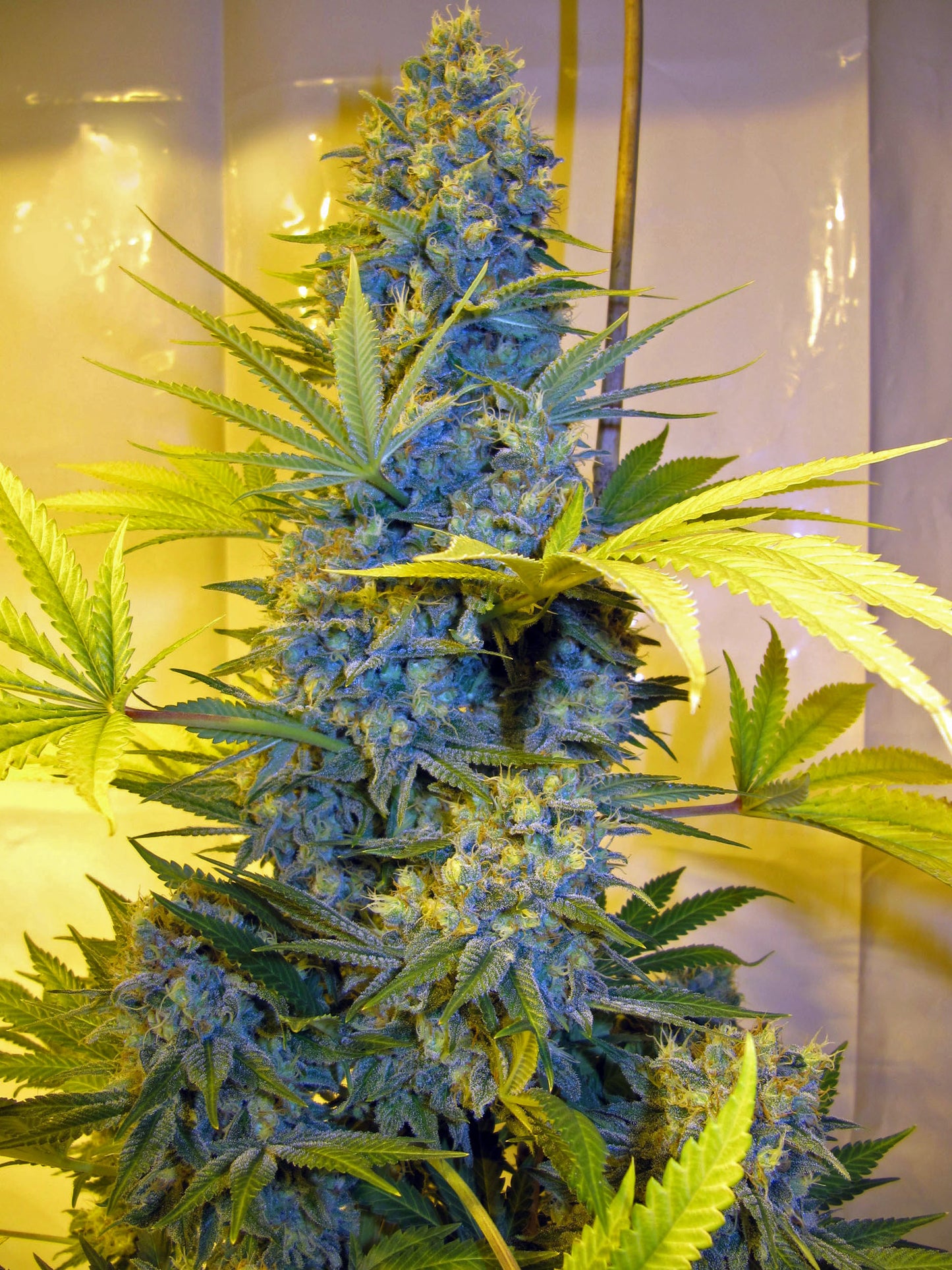 NL5 x Afghan