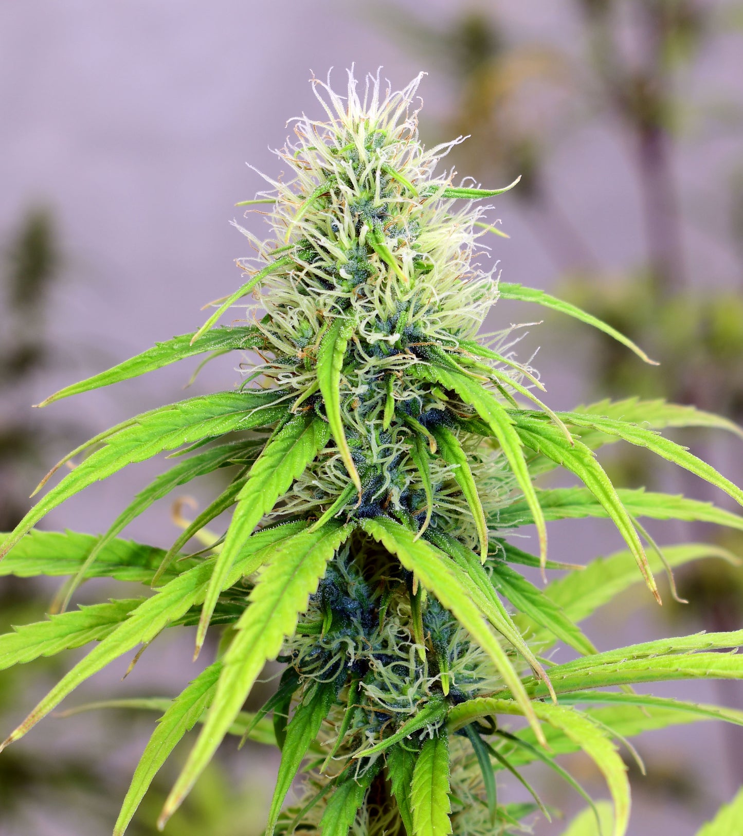NL5 x Haze