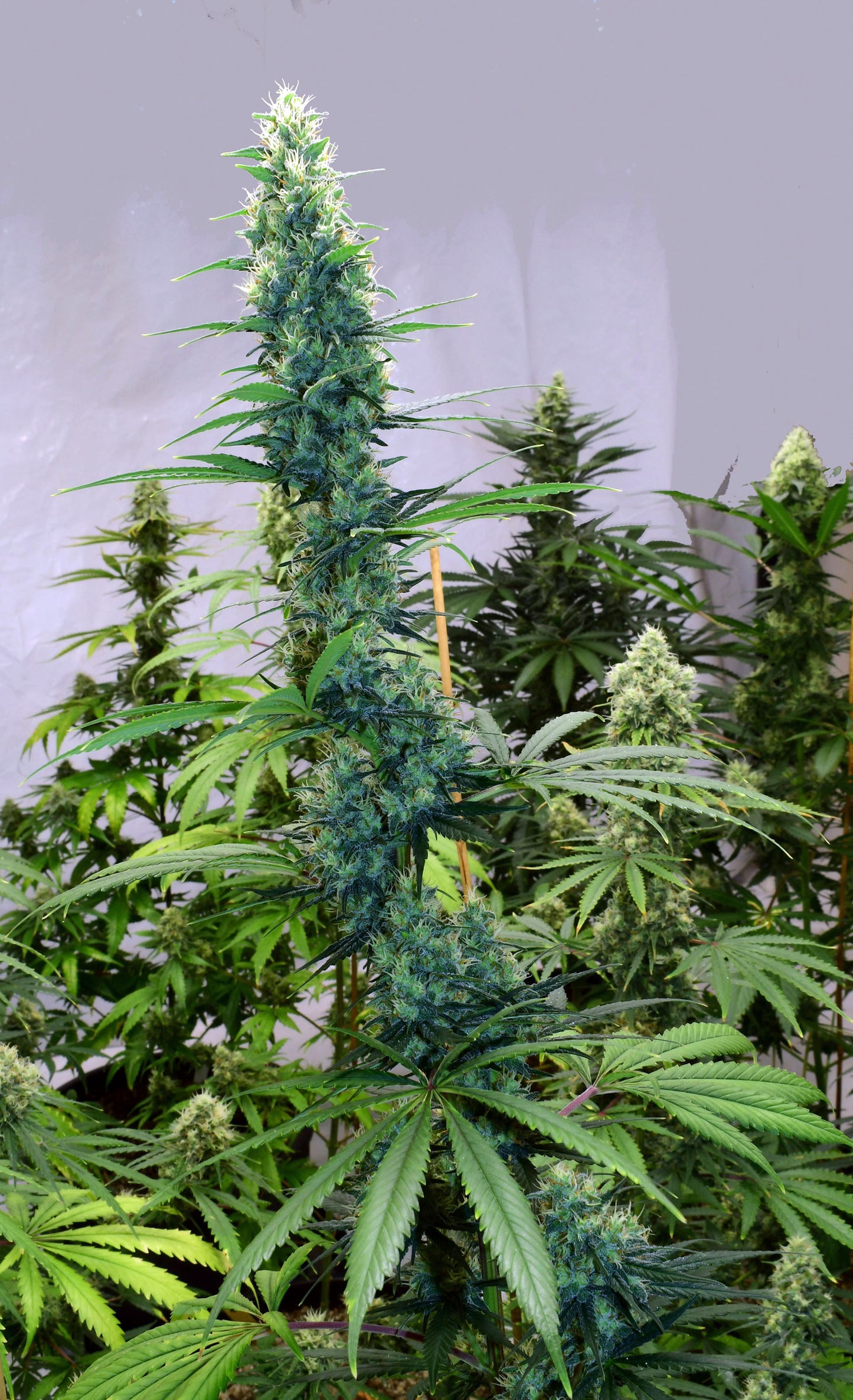 Skunk Haze
