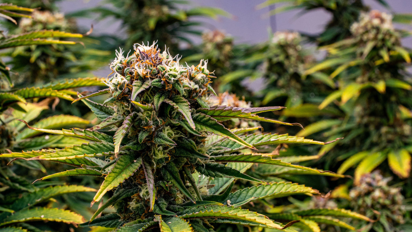 CBD Gandhi 5 fem packet