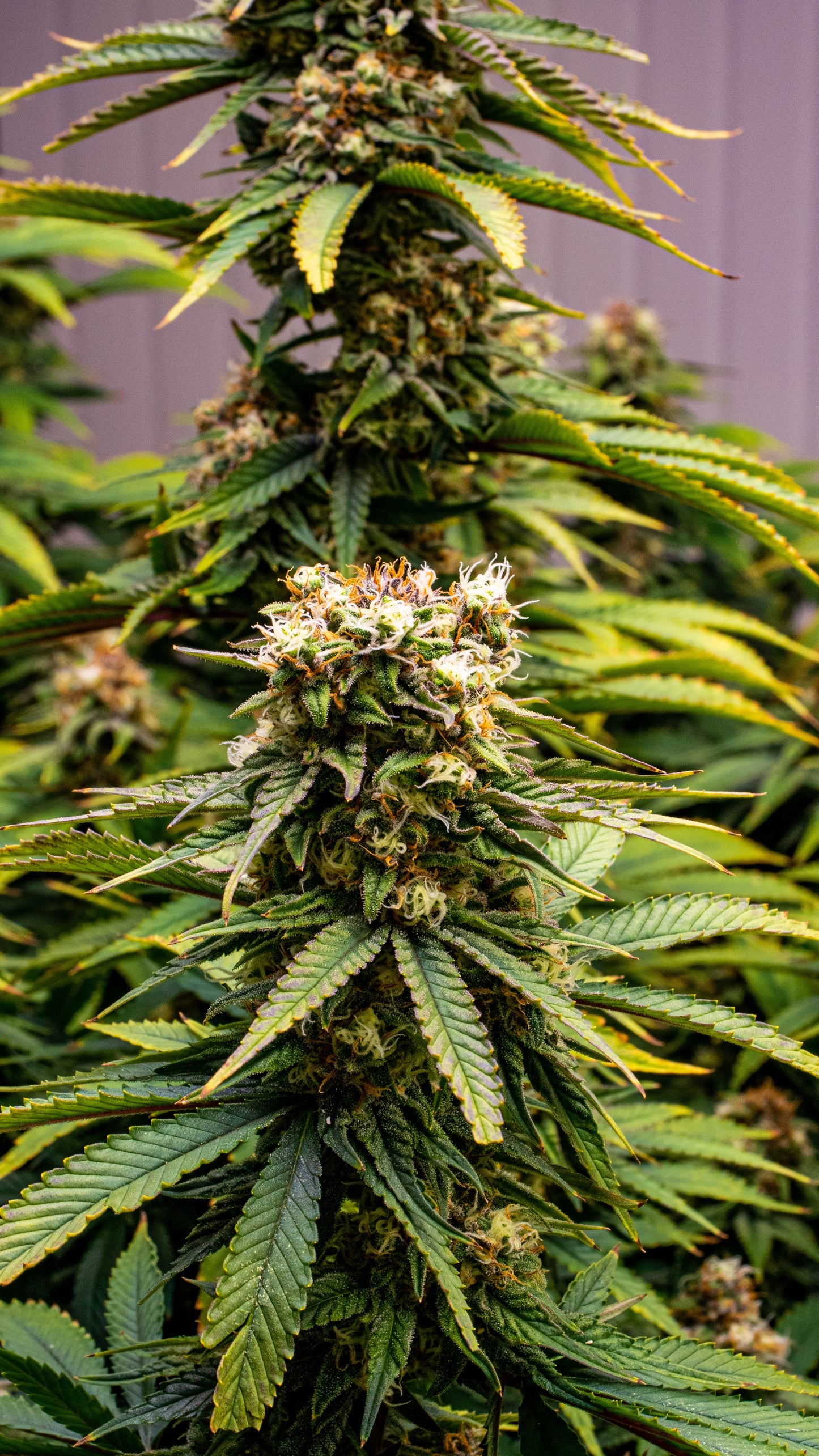 CBD Gandhi 5 fem packet