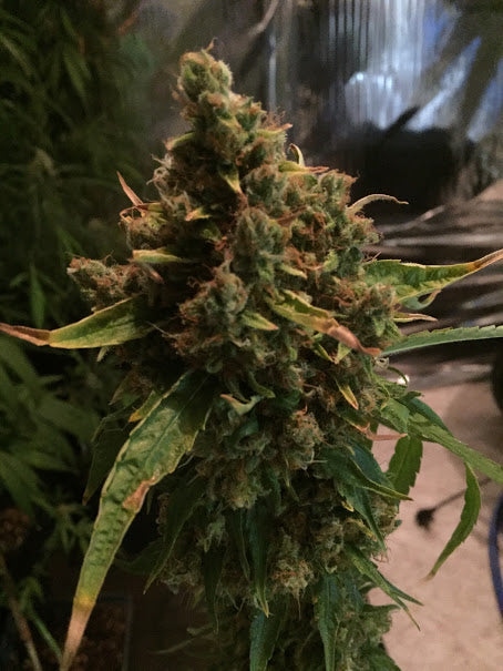 CBD PH
