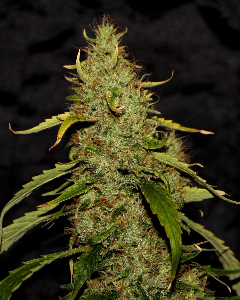 CBD PH