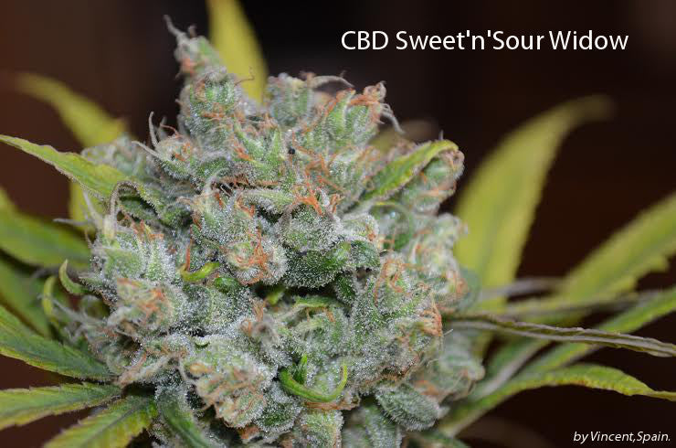 CBD Sweet and Sour Widow
