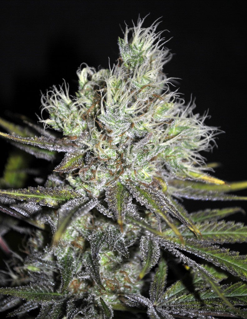 CBD Sweet and Sour Widow