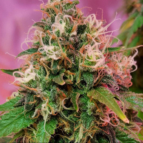 CBD OG Kush