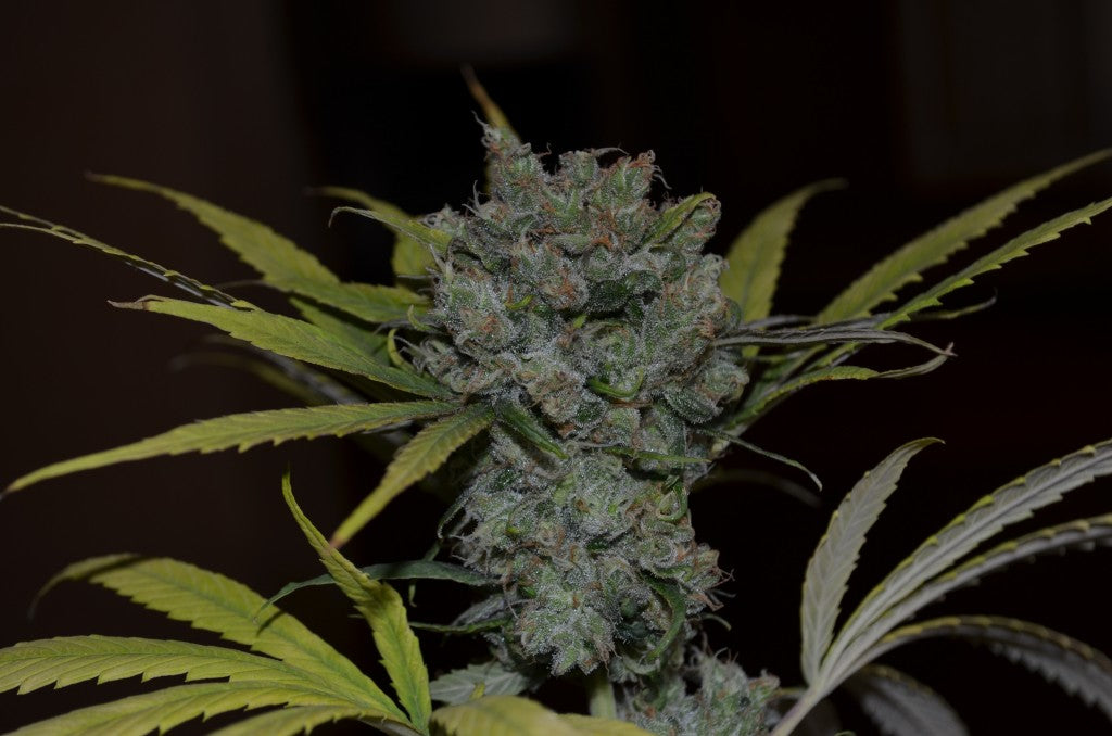CBD Sweet and Sour Widow