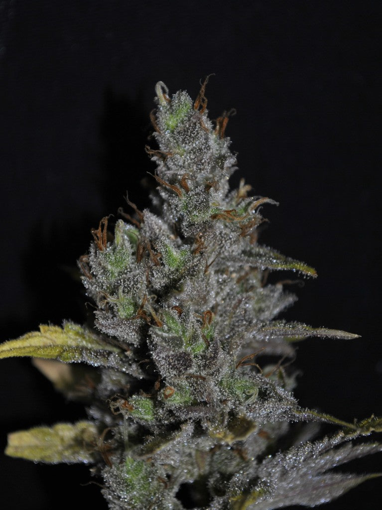 CBD MediHaze