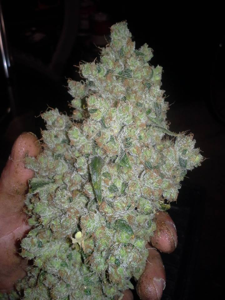 CBD Outdoor Mix